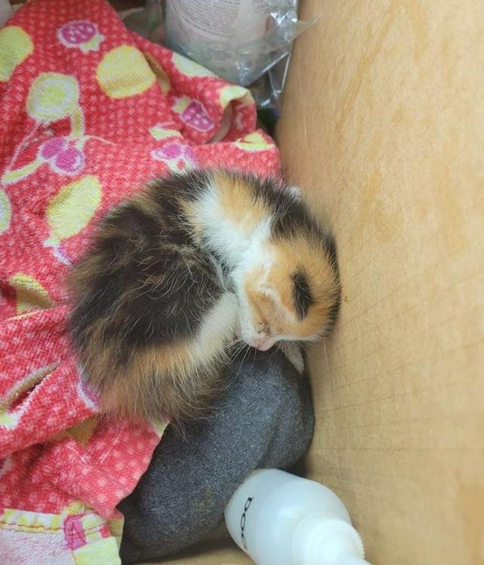 calico kitten sleeping