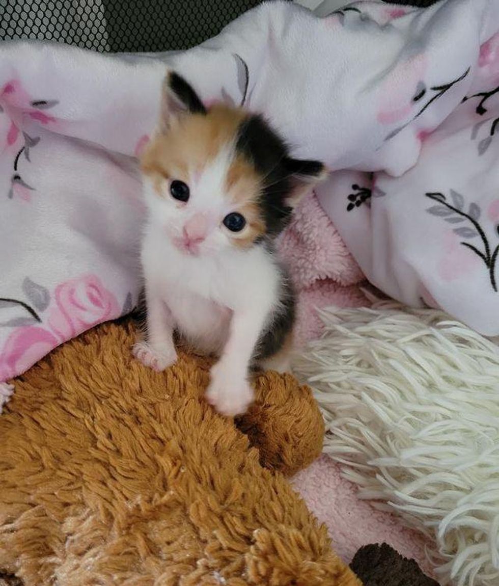 sweet calico kitten