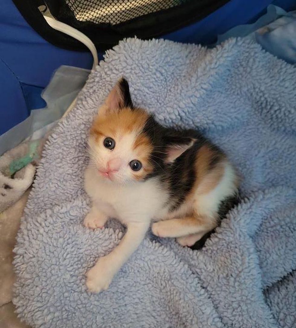 Kitten Wanders in Yard to Seek Help and Turns Her Life Around ...