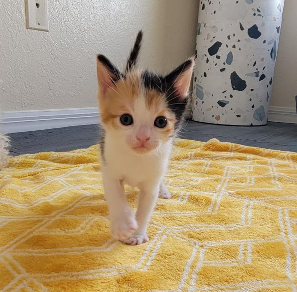 sassy calico kitten