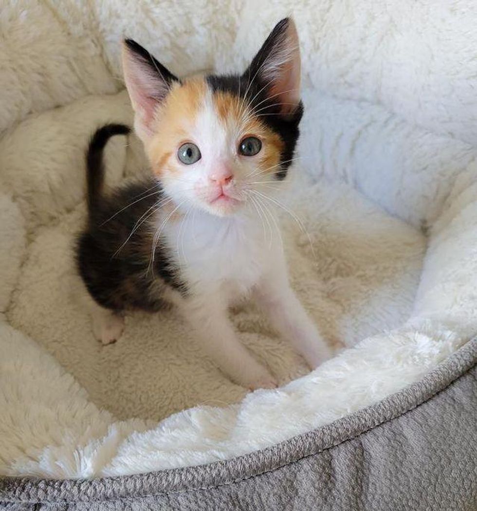 beautiful calico kitten