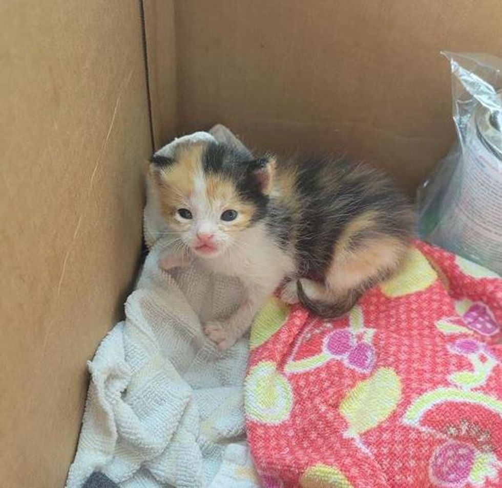tiny stray kitten