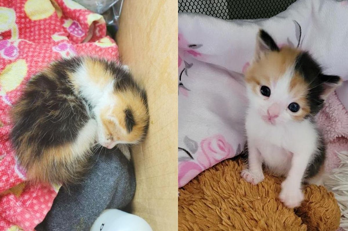 Kitten Wanders in Yard to Seek Help and Turns Her Life Around, Befriending Another Cat Like Her Along the Way
