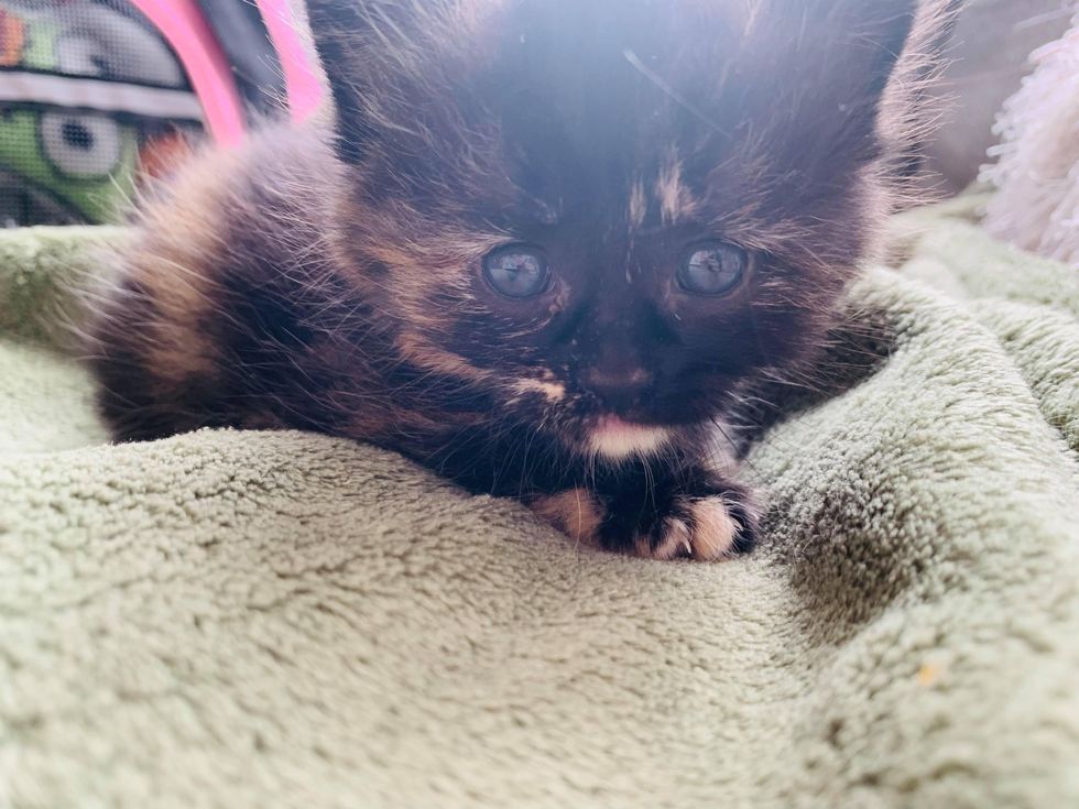 tortie kitten, blue eyes