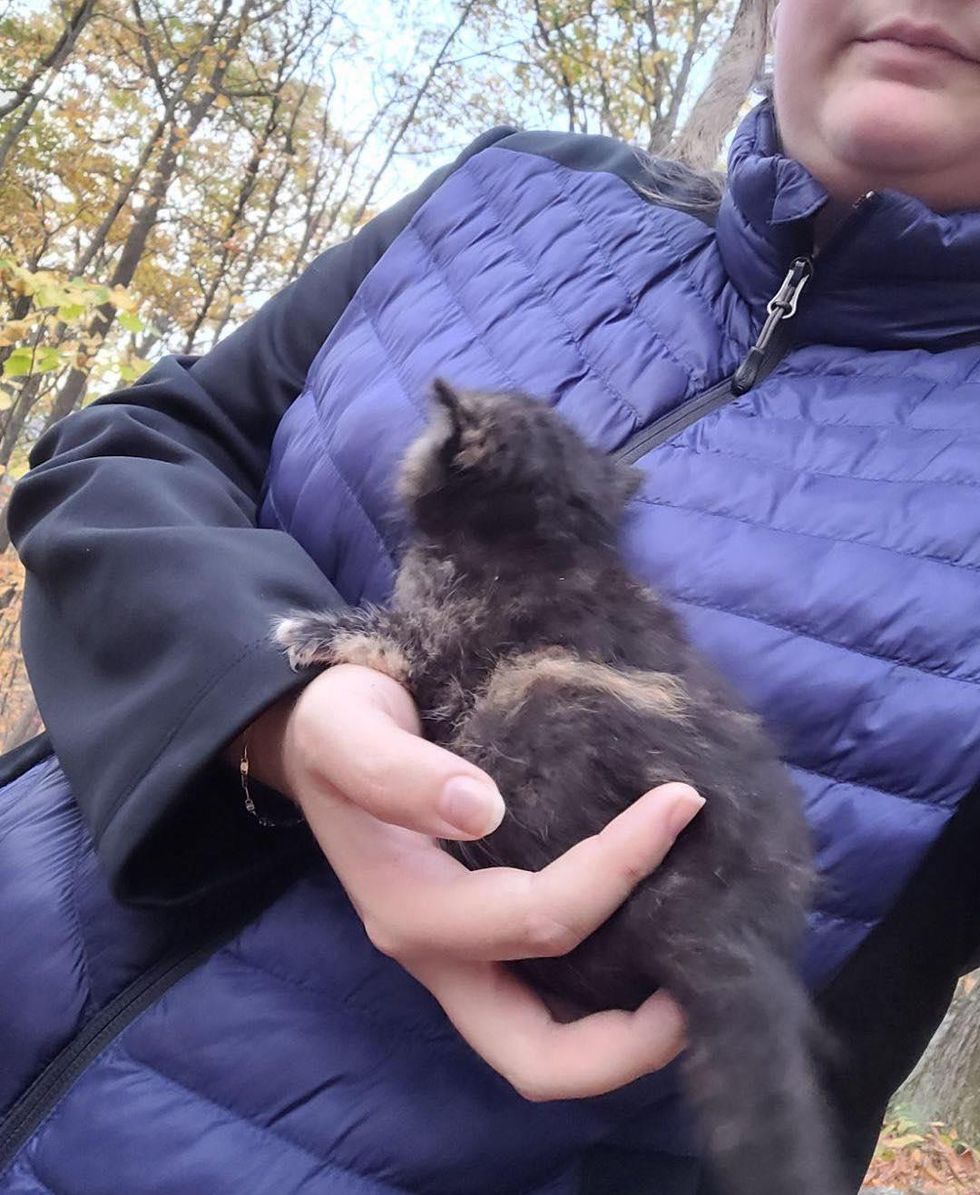 kitten found in woods