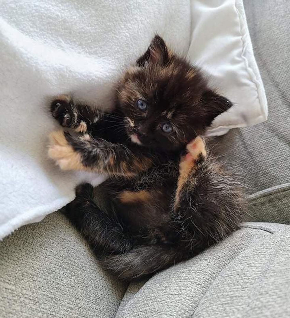 happy tortie kitten