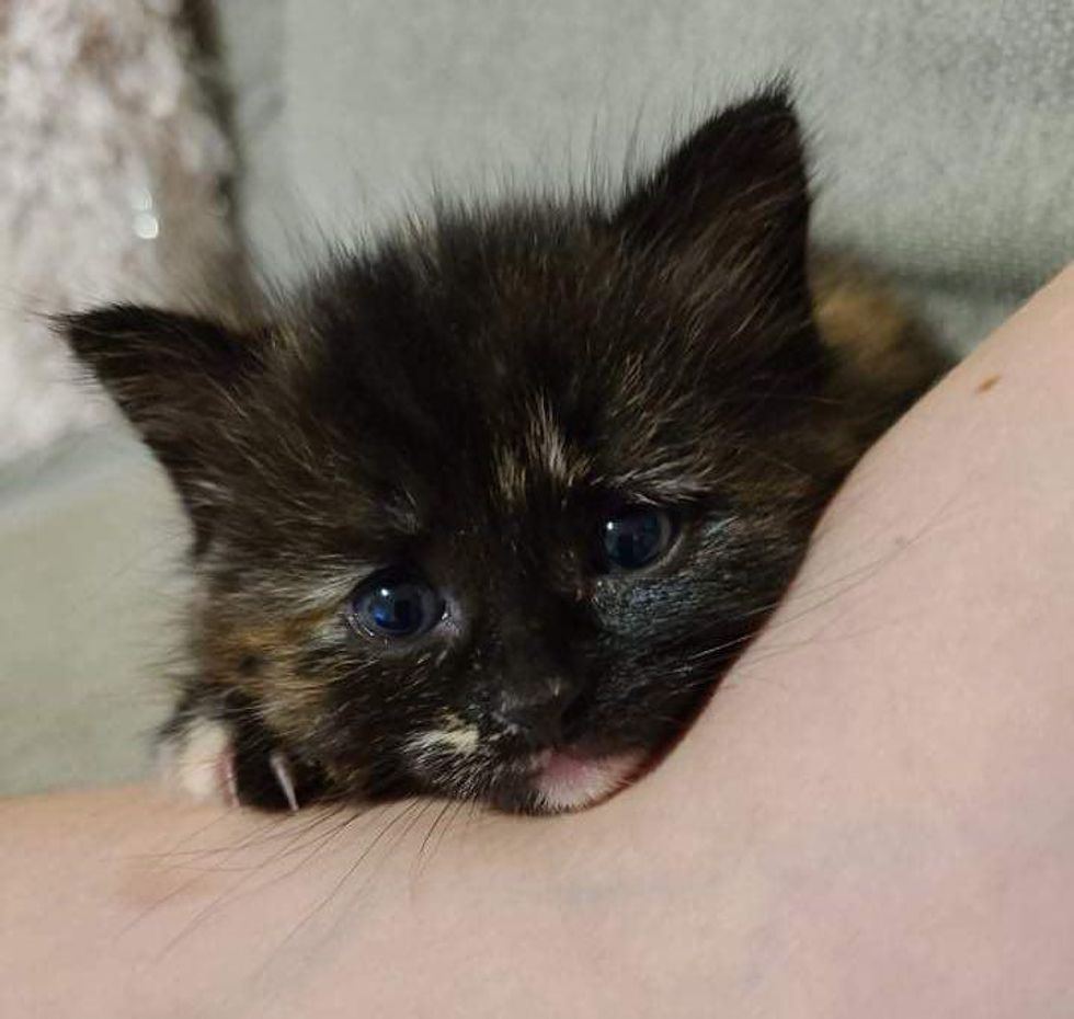 sweet tortie kitten