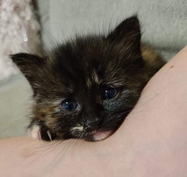 sweet tortie kitten
