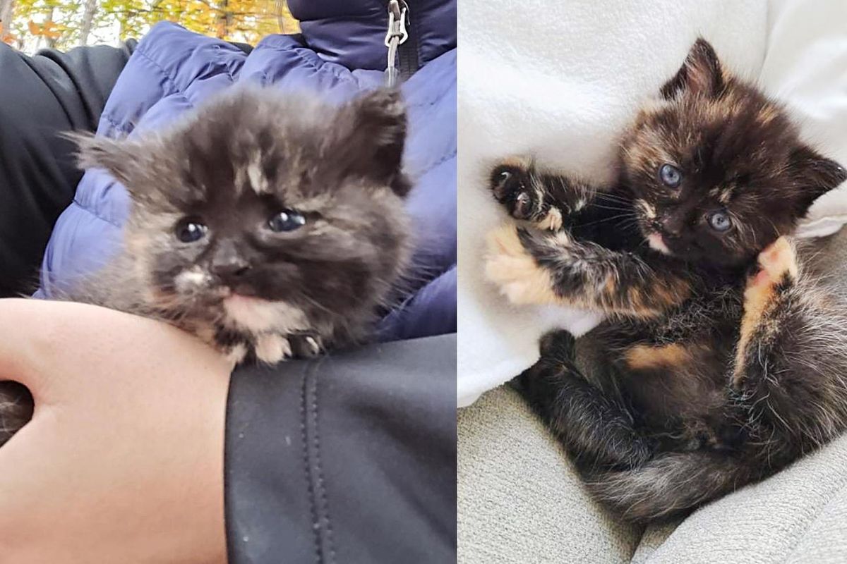 Kitten Found in the Woods by Hikers Makes it to Comfortable Nest After Quite the Journey