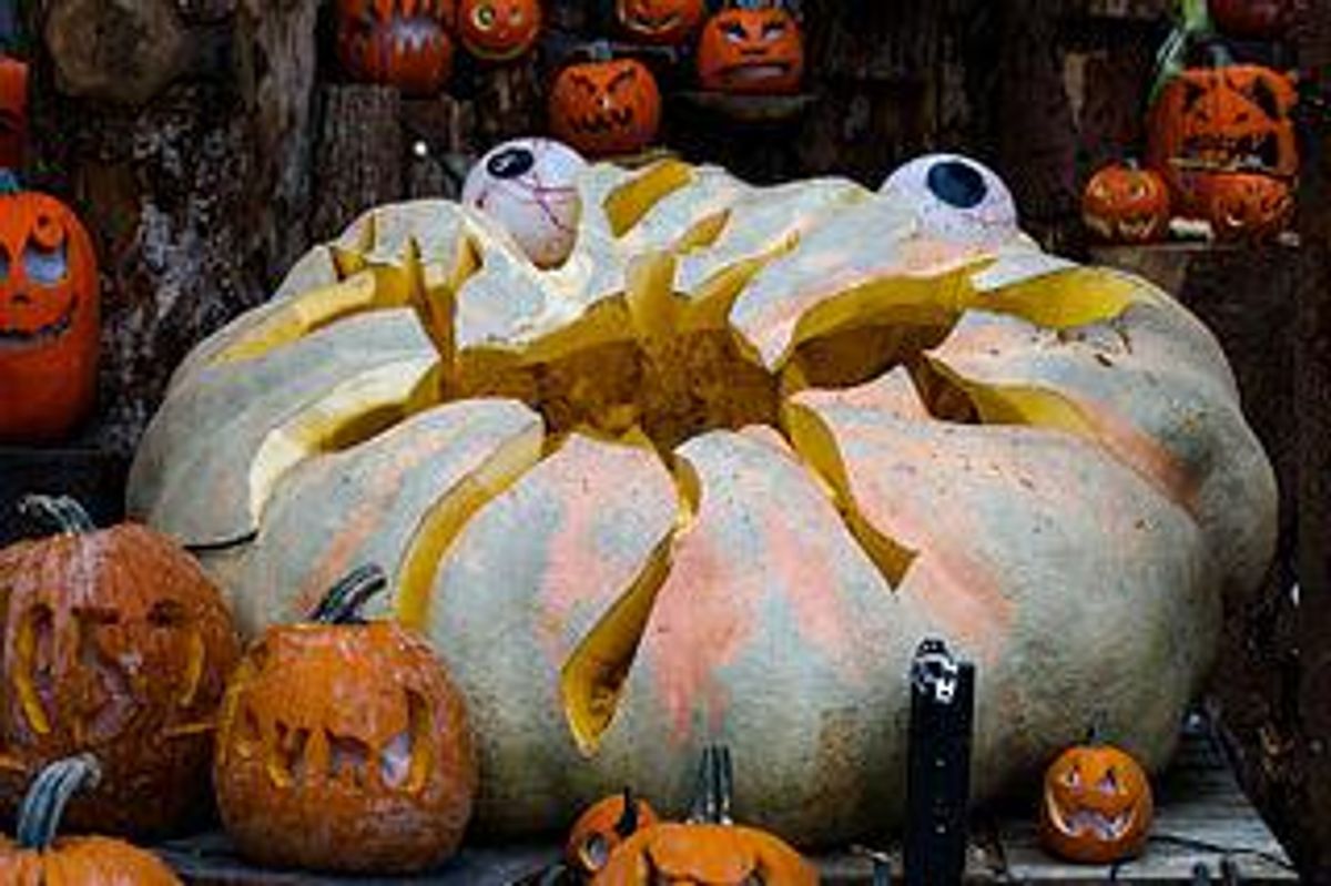 dilation pumpkins, viral halloween