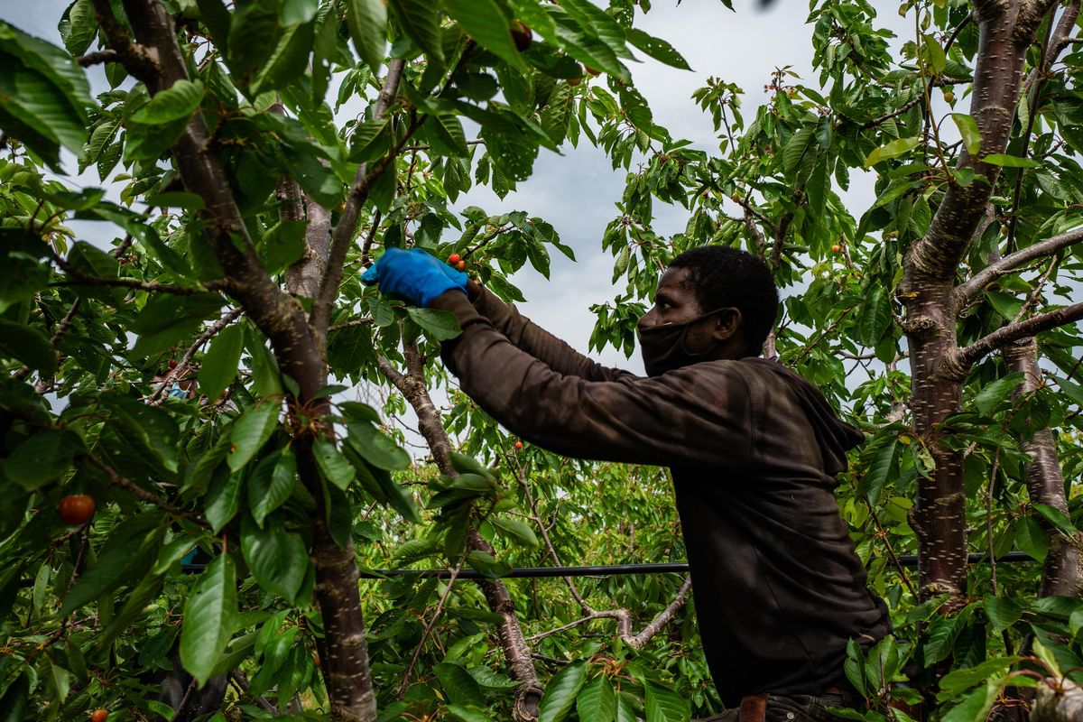 Il certificato blocca 100.000 braccianti e i raccolti finiscono a marcire nei campi
