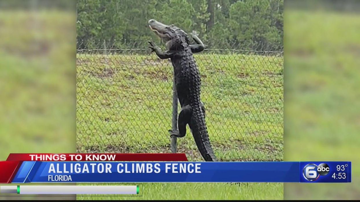 Watch this alligator climb a fence and then be afraid. Be very afraid.