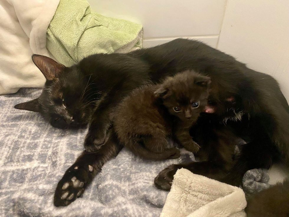 cat mom and kitten