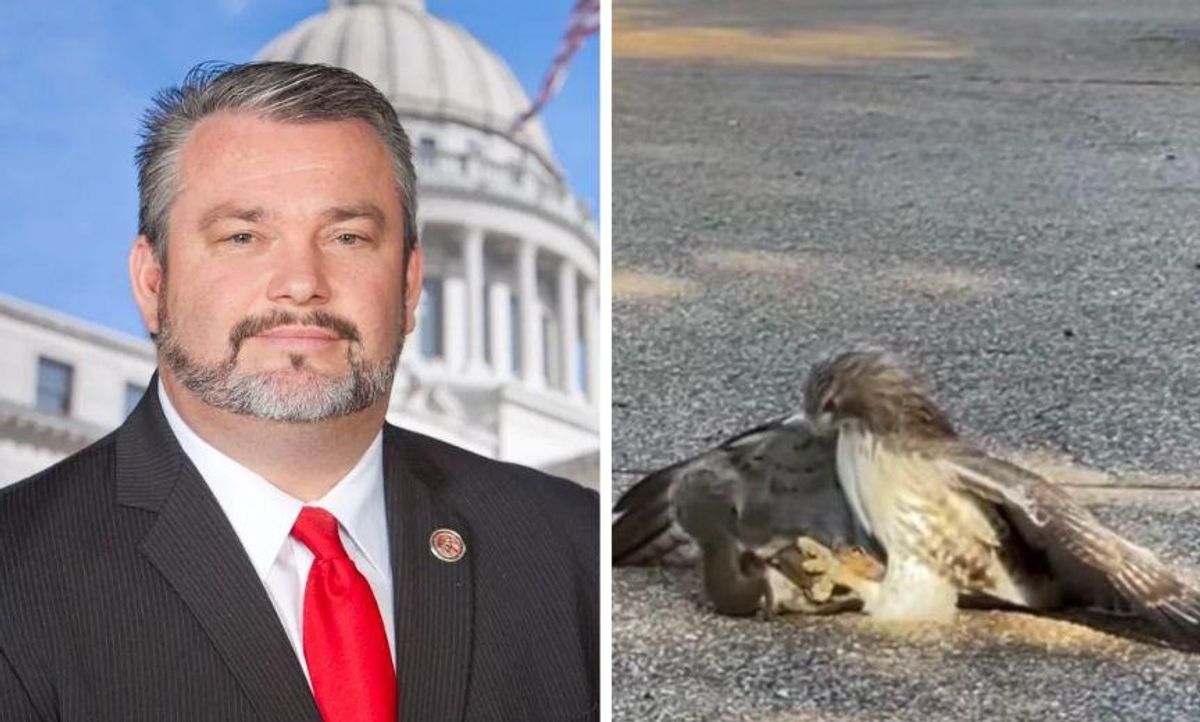 GOP State Rep. Mocked for Suggesting a Hawk Eating a Squirrel Is a Sign that Roe v. Wade Will Be Overturned
