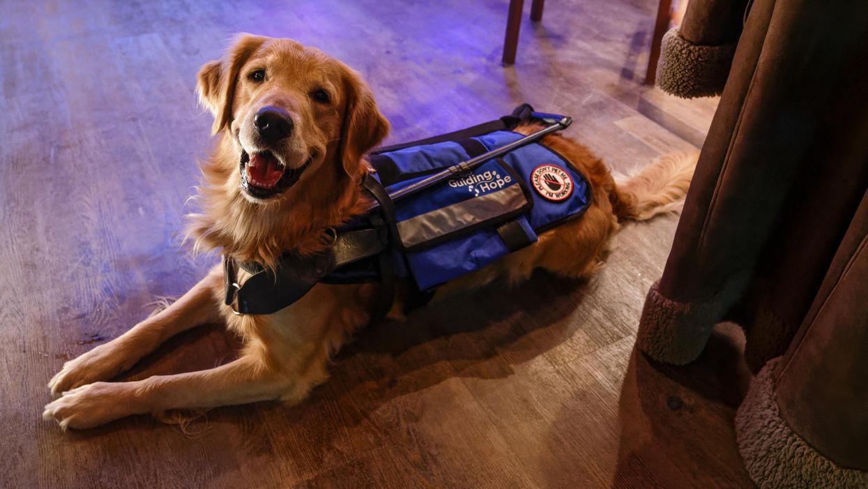 Pretzel poses for the camera wearing  her blue guide dog vest