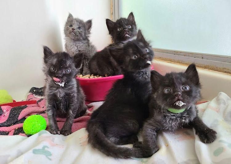 kittens litter