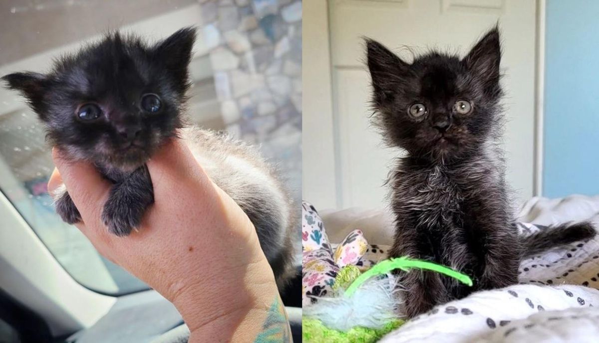 3-Legged Wonder Kitten Changed Fur Color Throughout Her Journey to Dream Home