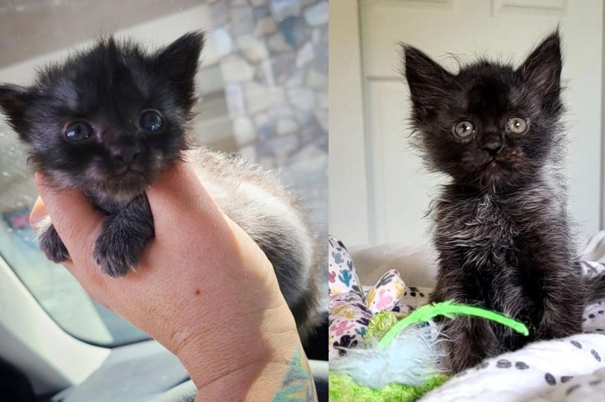 3-Legged Wonder Kitten Changed Fur Color Throughout Her Journey to Dream Home