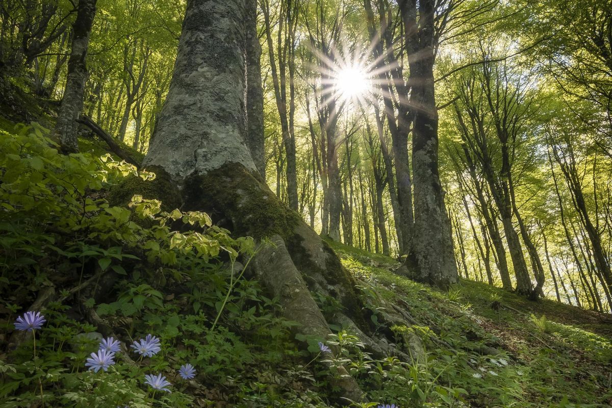 Apriamo lo scrigno verde d’Abruzzo con le sue 73 piante monumentali