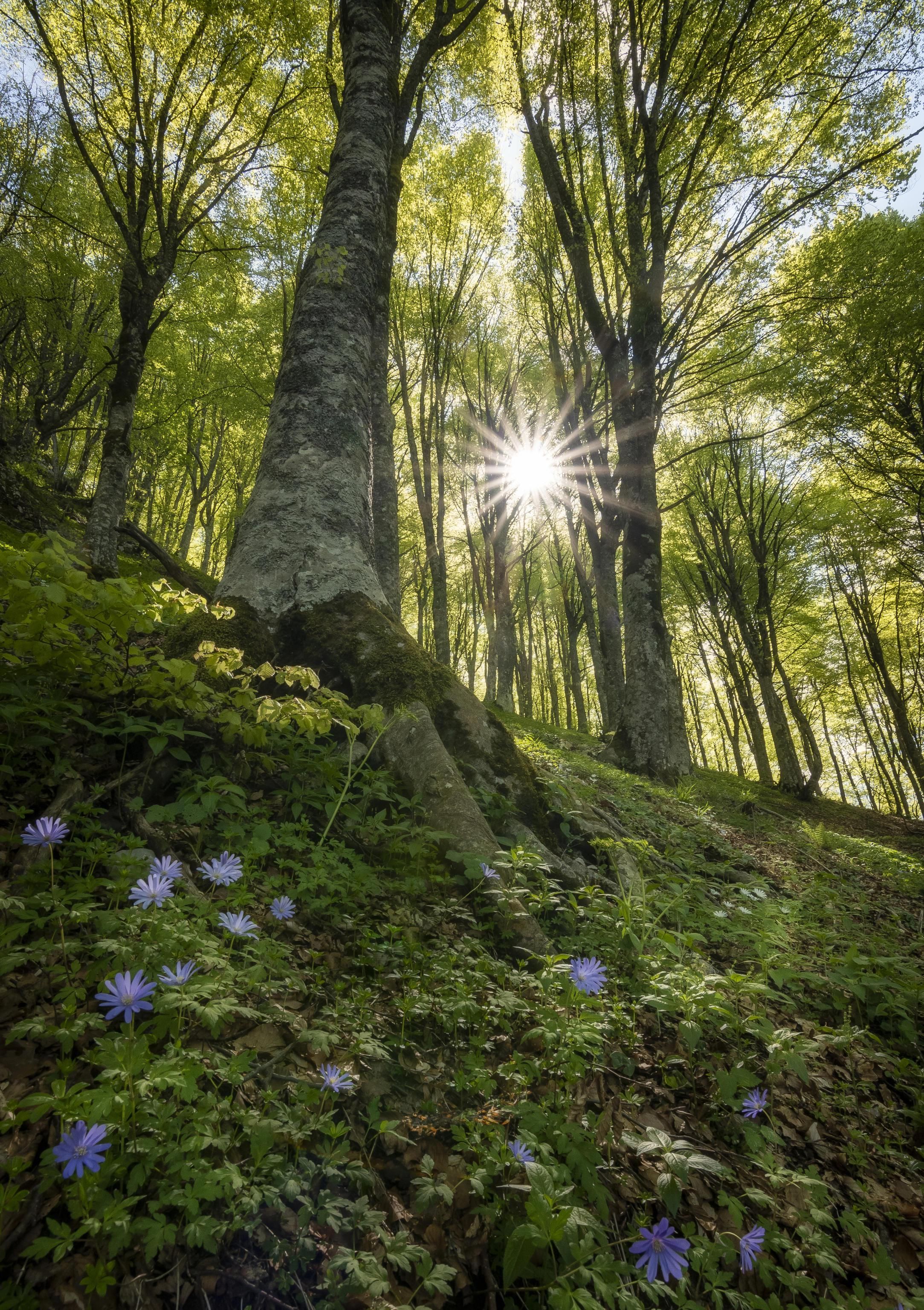 Apriamo lo scrigno verde d’Abruzzo con le sue 73 piante monumentali