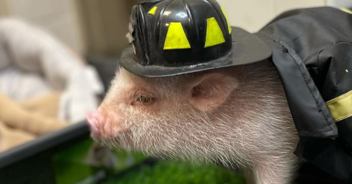 Fans Distraught After Adorable Instagram Celebrity Penny The Fire Pig Comes Out As Anti-Vaxx