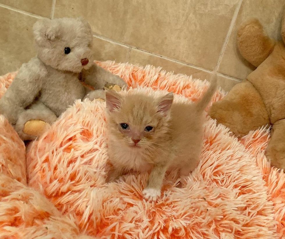 Пищание котят для кошки Пищание котят для кошки