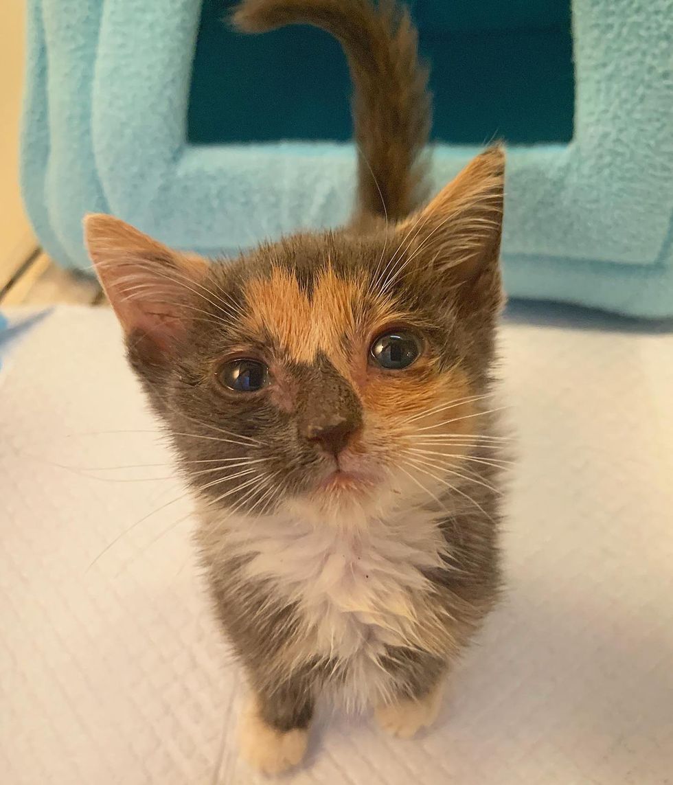 calico kitten