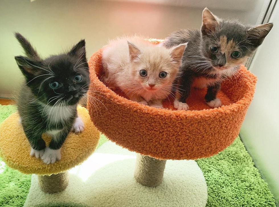 Kitten So Happy to Be Reunited with His Lost Littermate After He Got