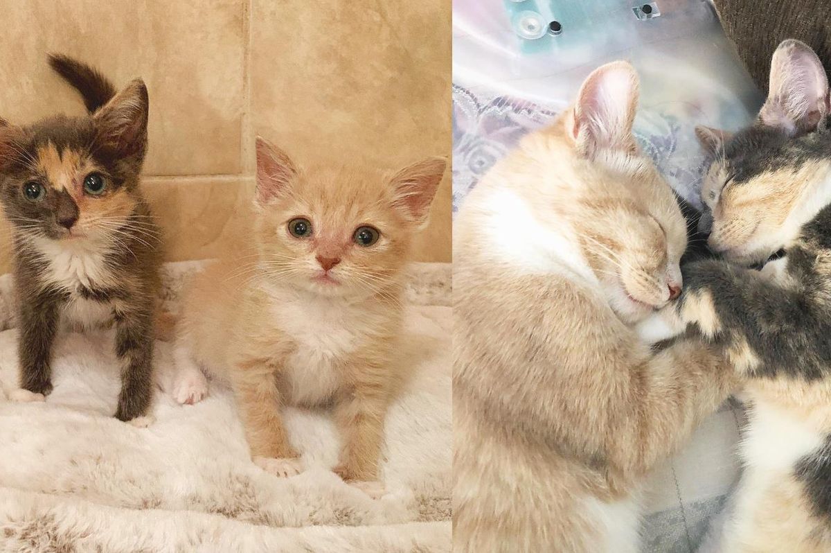 Kitten So Happy to Be Reunited with His Lost Littermate After He Got Back on His Feet