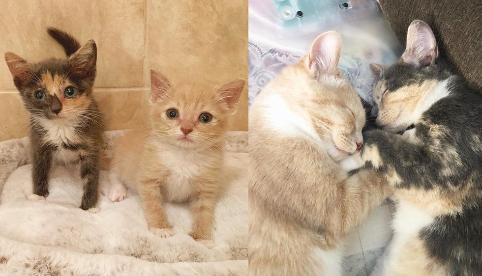 Kitten So Happy to Be Reunited with His Lost Littermate After He Got Back on His Feet
