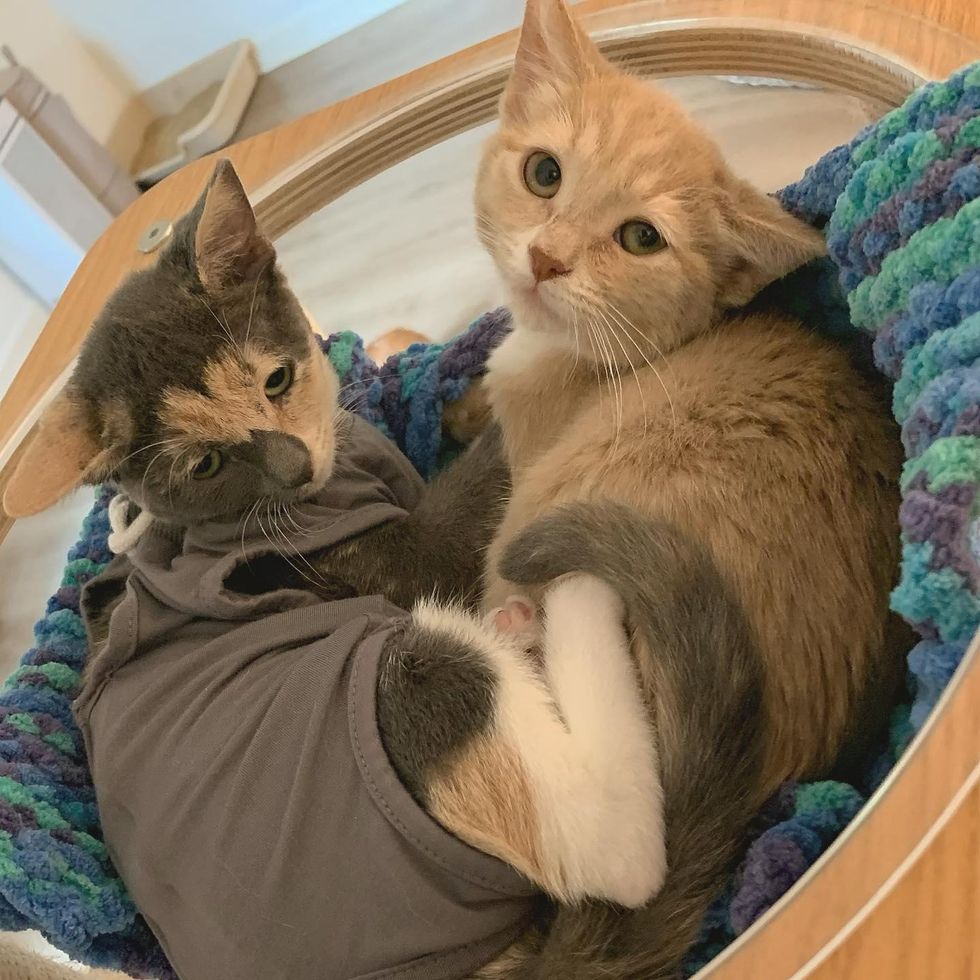 Kitten So Happy to Be Reunited with His Lost Littermate After He Got