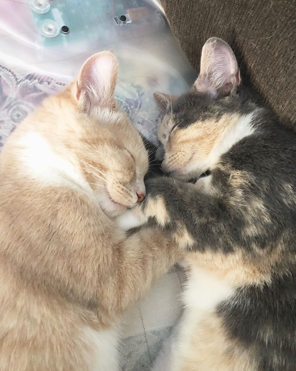 Kitten So Happy To Be Reunited With His Lost Littermate After He Got 