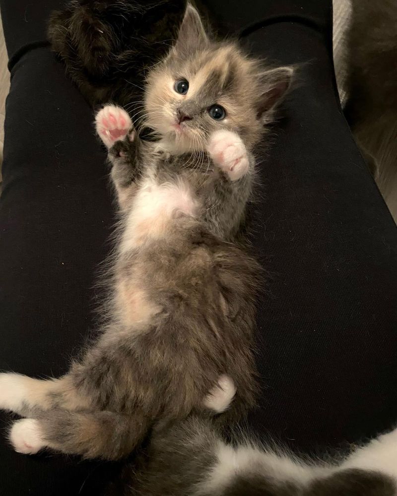 lap kitten, dilute tortie