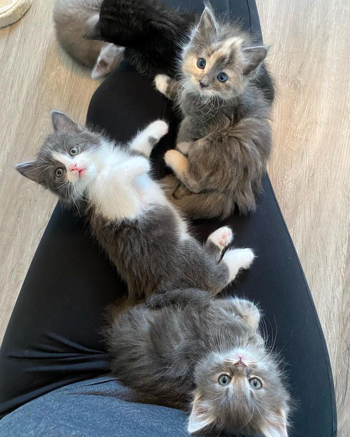 lap cats, lap kittens