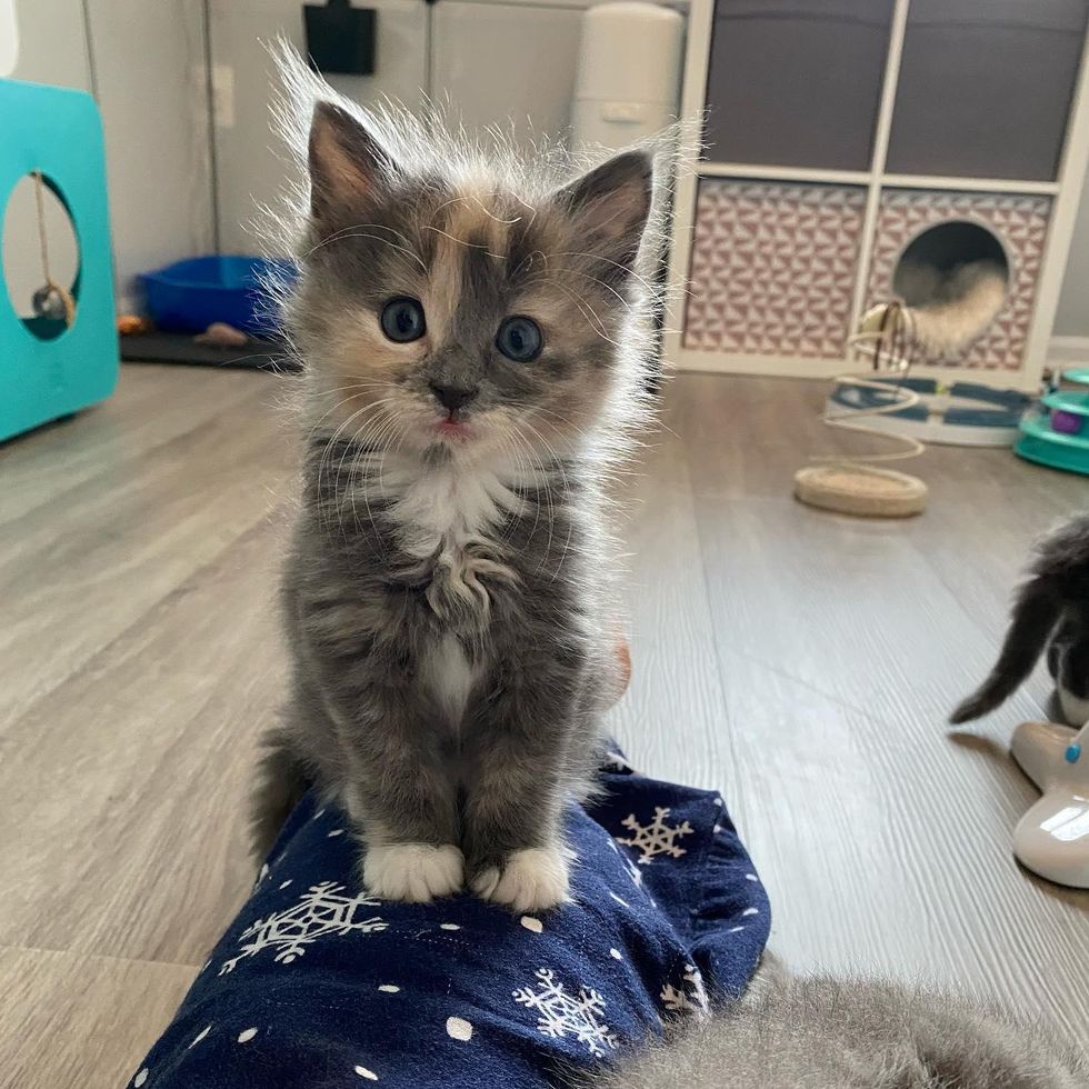 dilute tortie kitten