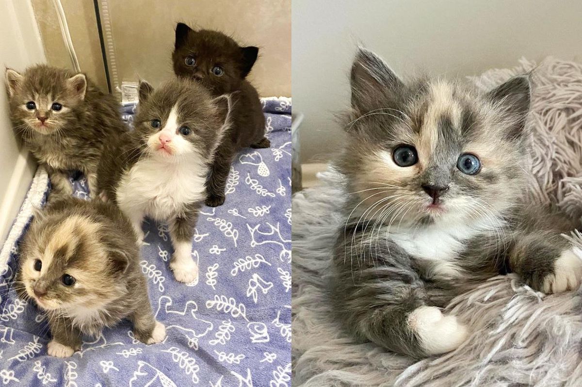 Four Kittens Went from Roaming Outside to Occupying Warm Laps to Hoping for Dream Homes