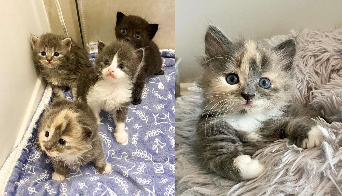 Four Kittens Went from Roaming Outside to Occupying Warm Laps to Hoping for Dream Homes