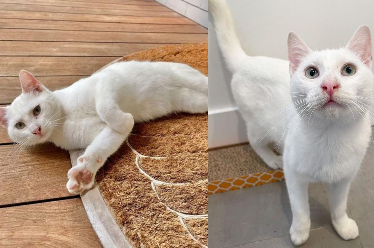 Stray Kitten Follows Family Home and Dives into Their Embrace When They Get Her Off the Streets