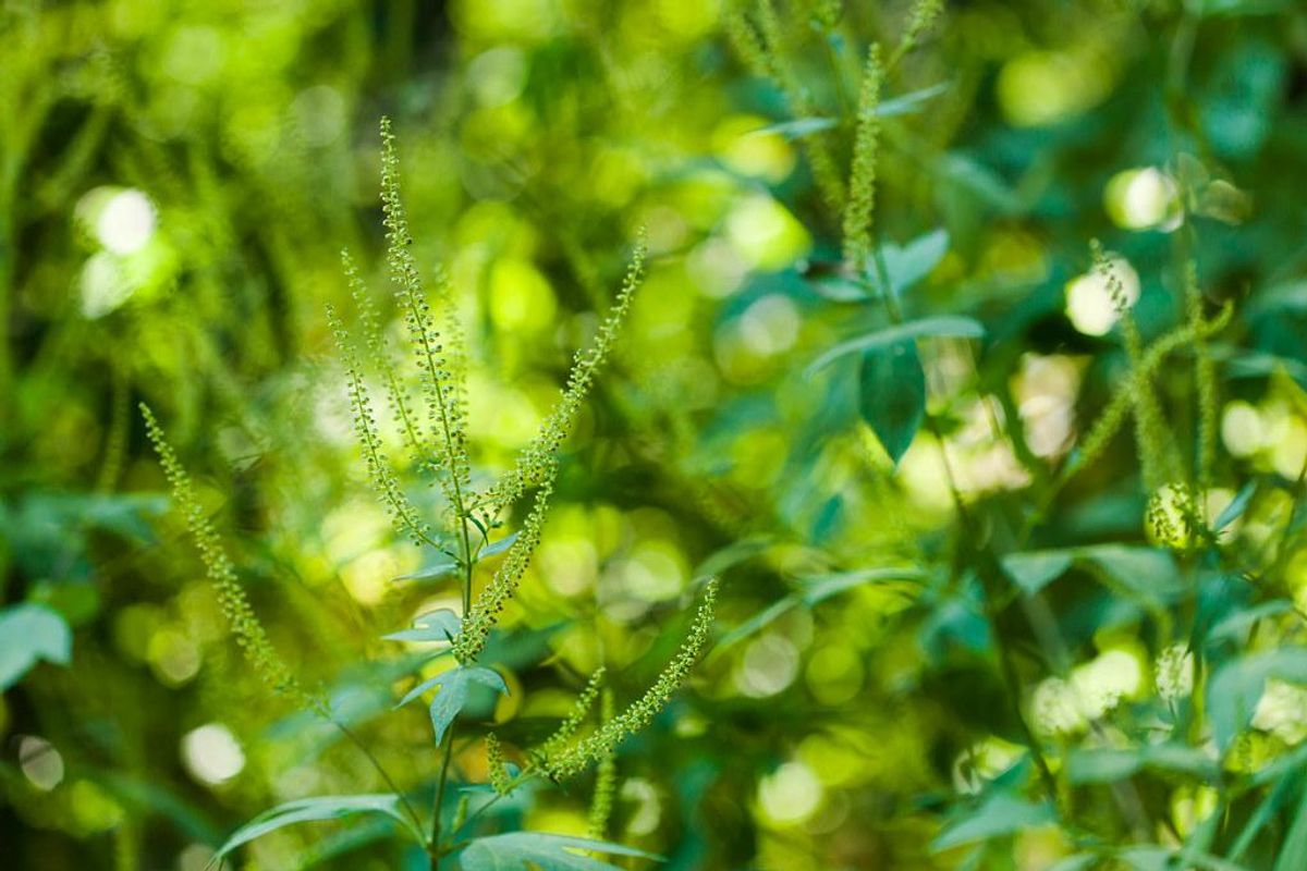 COVID or allergies? An Austin allergist says your sniffles aren’t going away anytime soon