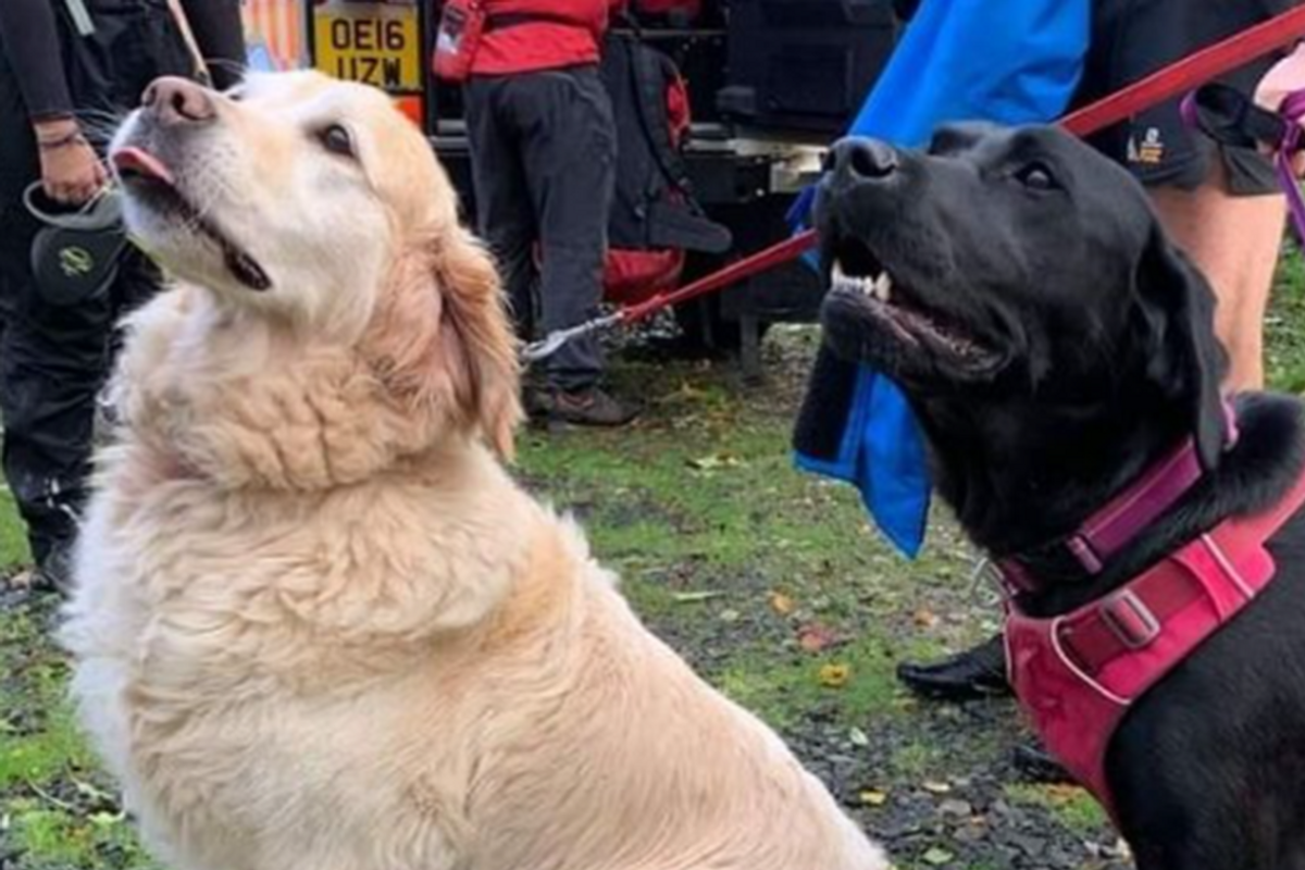 dogs, amazing dogs, golden retrievers, black labrador