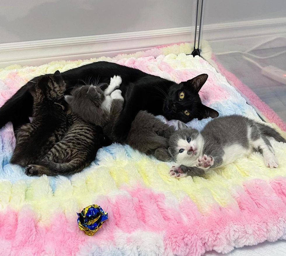 sweet cat mom, nursing kittens