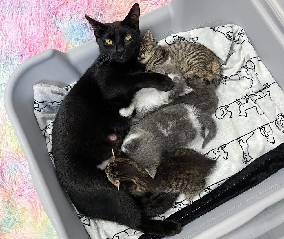 cat mom and kittens