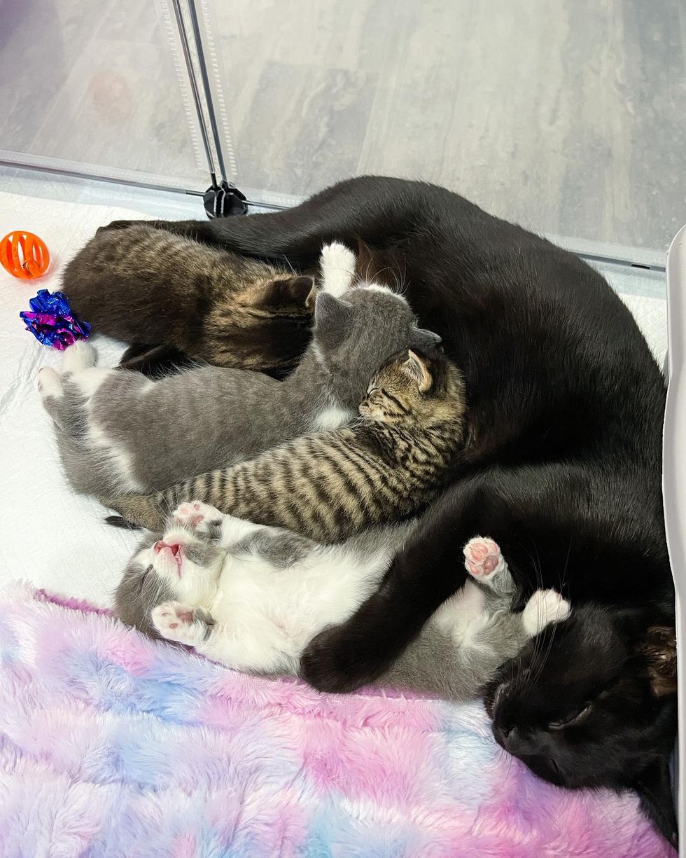 sleepy kittens, nursing cat