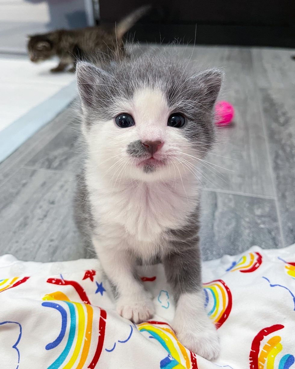 Cat Left Behind with Four Kittens in Apartment Building is So Grateful ...