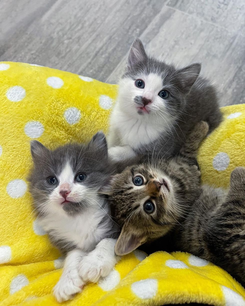 cute kittens