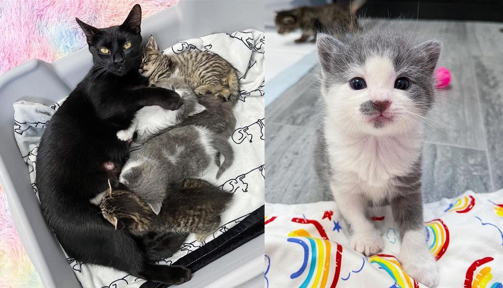 Cat Left Behind with Four Kittens in Apartment Building is So Grateful When Woman Extends Help