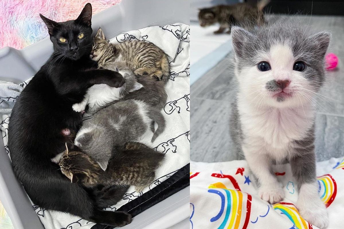 Cat Left Behind with Four Kittens in Apartment Building is So Grateful When Woman Extends Help