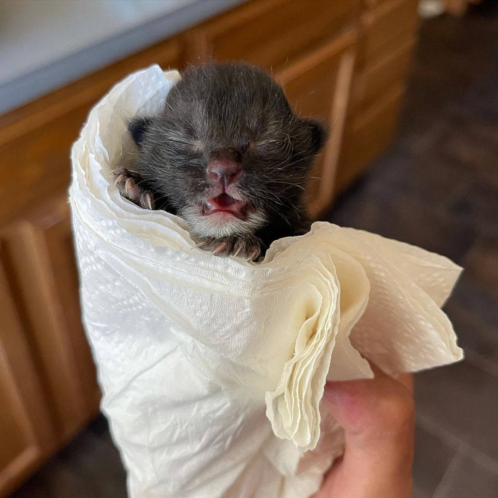 fever coat kitten, cute white beard