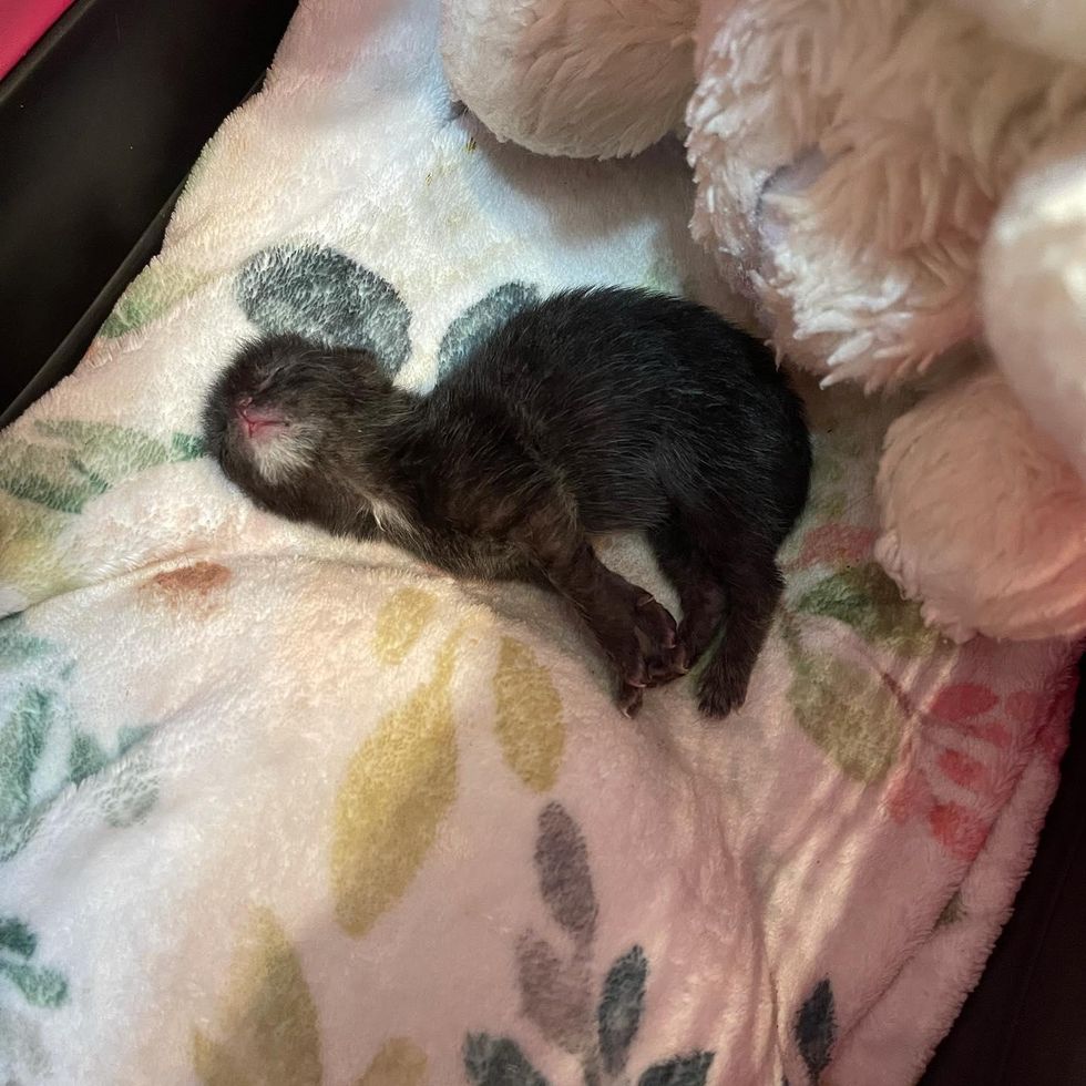 Kitten Comes with Little White Beard that Gradually Disappears As She ...