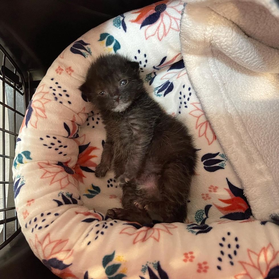 bearded kitten, cute white chin